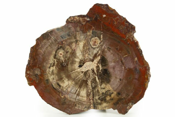 Petrified Wood (Araucaria) Round With Fungal Rot - Arizona #337732